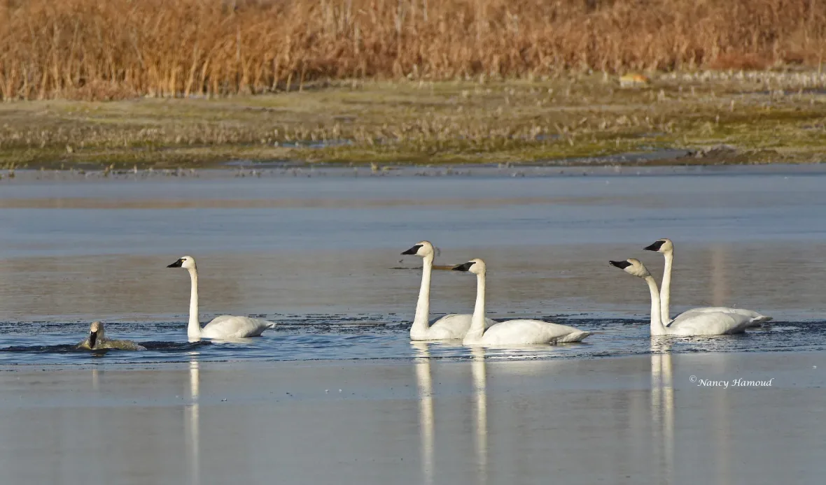 Frank Lake, Alberta swans/Nancy Hamoud via CBC