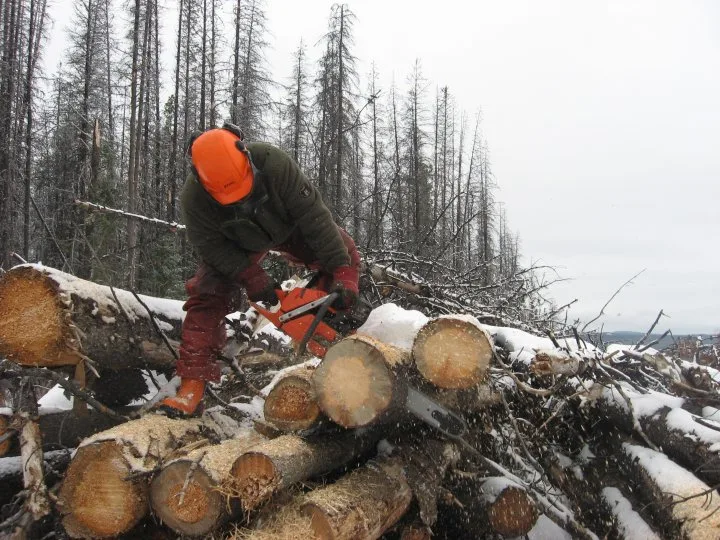 Gathering wood that will be used to create the biofoam. (Reg Ogen)