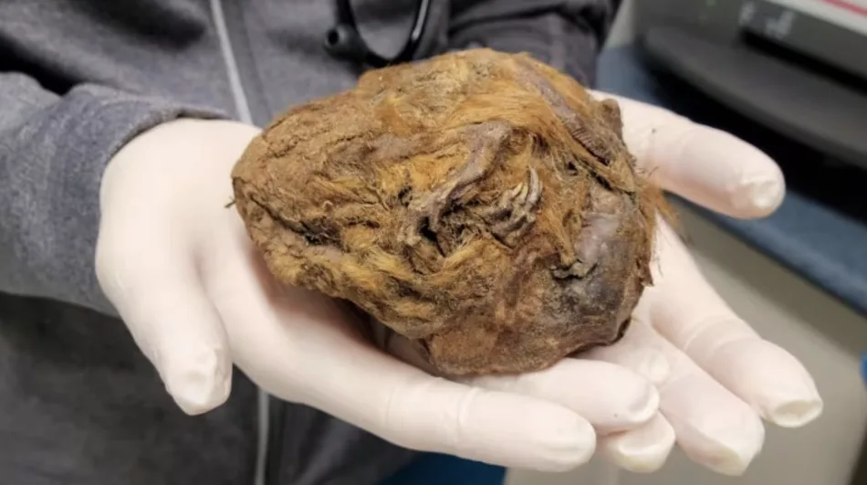 'Brown blob' found in Yukon is a well-preserved Ice Age squirrel
