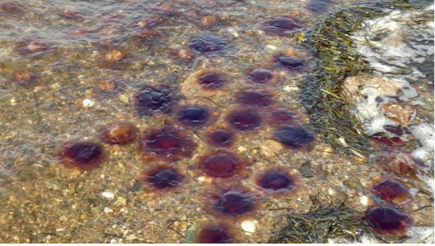 cbc: Lion's mane jellyfish are washing up on the shoreline in the Bathurst area. (Submitted by Sabine Bittner)