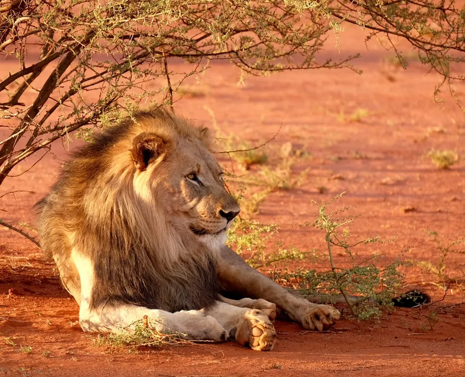 Le Roi Lion pourrait disparaître d'ici 2050
