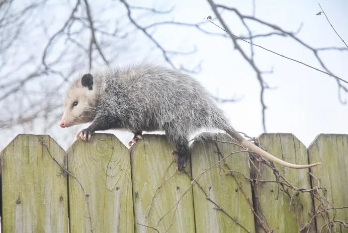 Ouvrez l’œil : ce marsupial pourrait se trouver dans votre cour