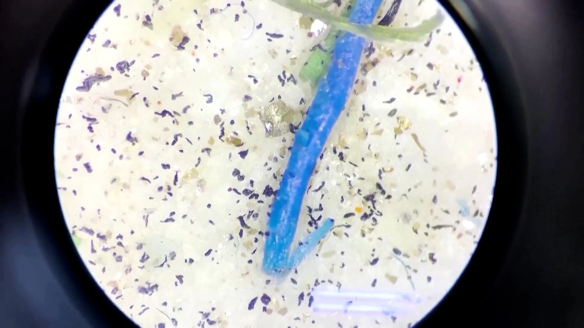 Microplastics found in human blood for the first time
