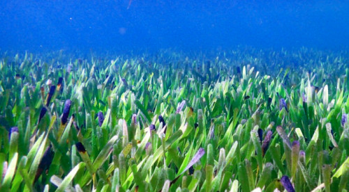 The Weather Network Meet The Worlds Largest Plant A Seagrass Clone Stretching 180 Km In 