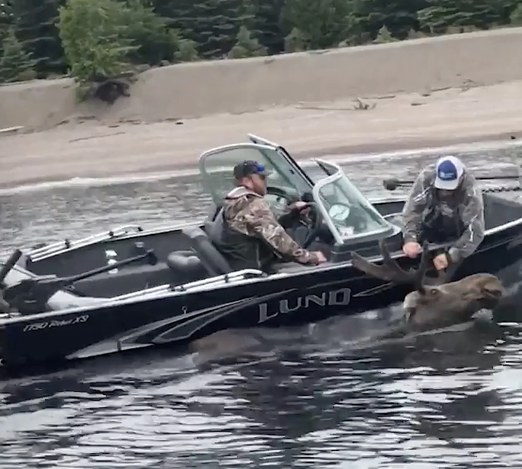 Angler puts himself at risk to save moose from drowning in Ontario