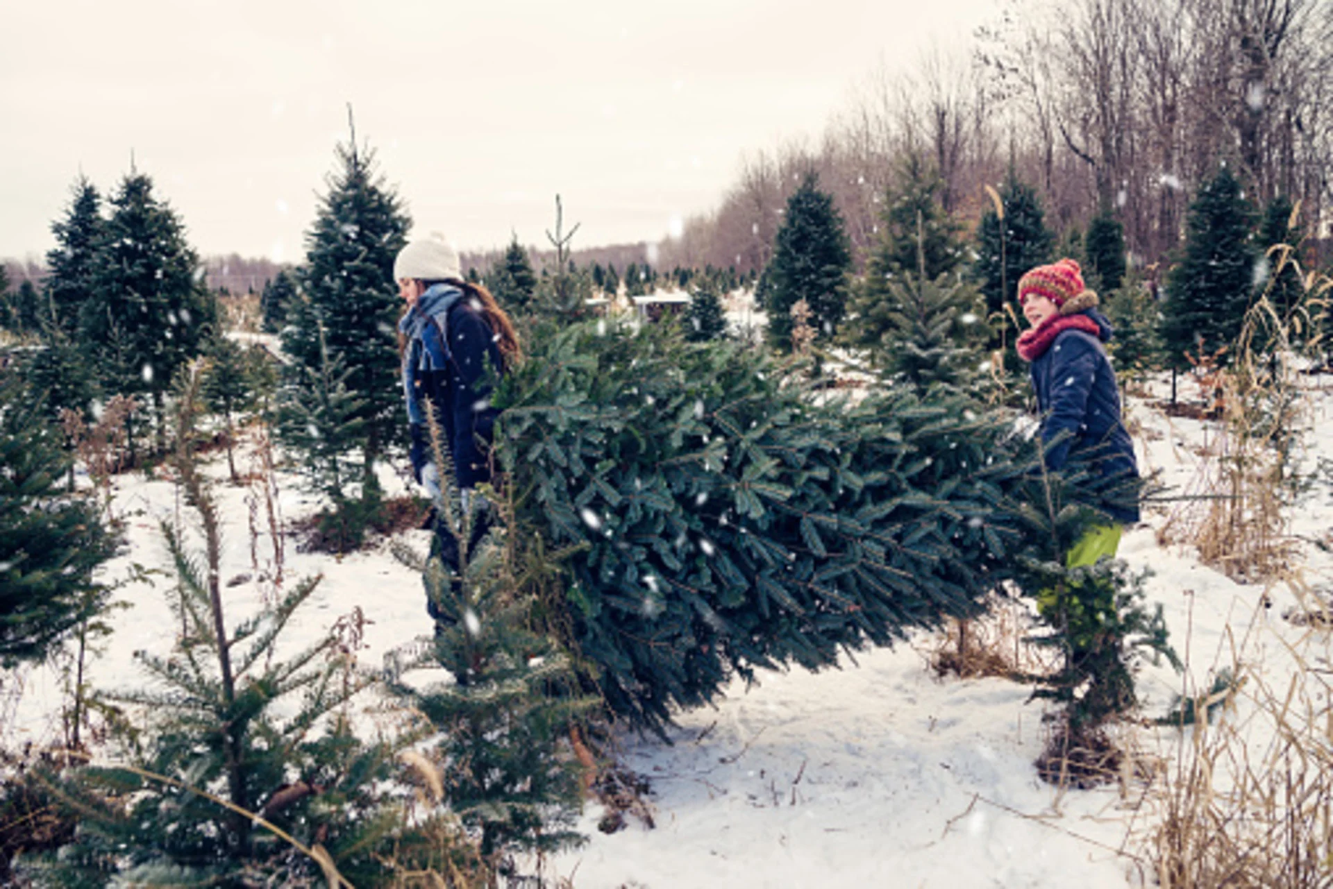 Thinking of buying a real Christmas tree for the first time? Watch this first