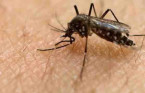 Mosquito numbers up in Thunder Bay area this year