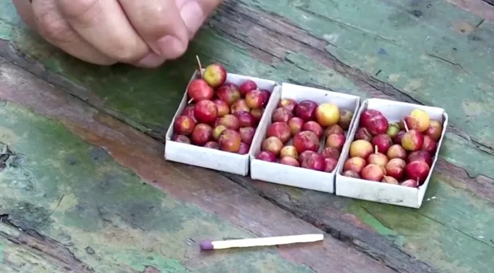 Des mini-pommes à -60 °C