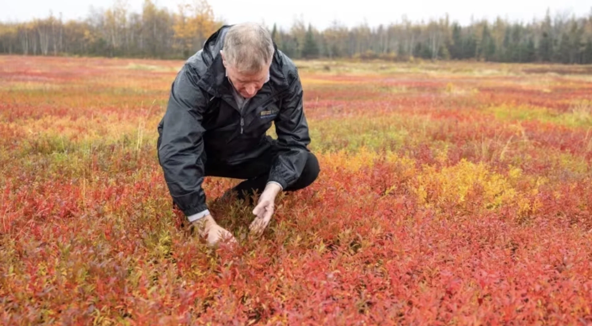 Climate change a double-edged sword for N.S. blueberry growers