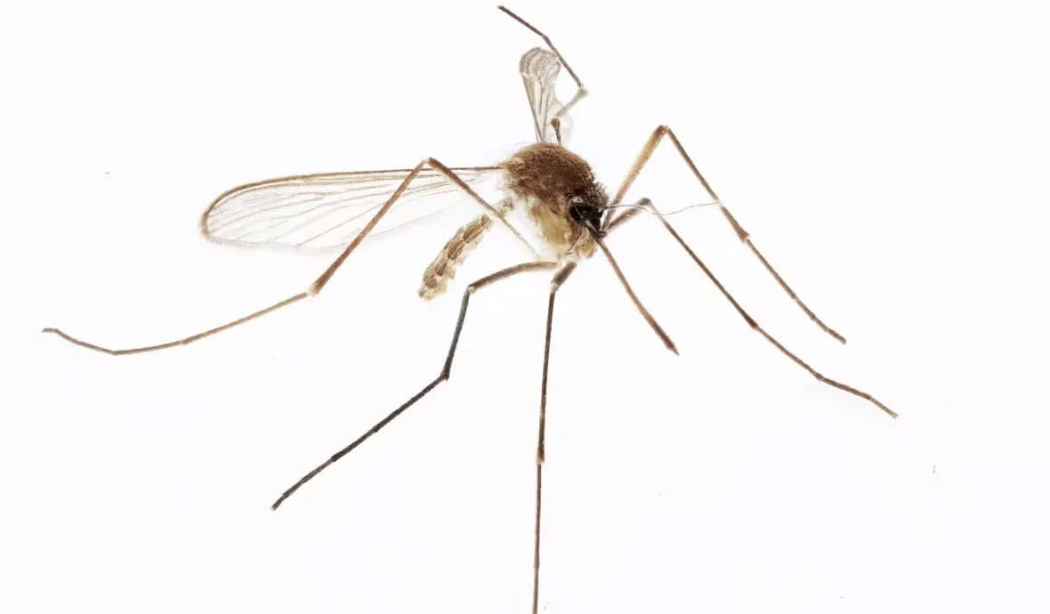 moquito-culex-pipiens/Supplied by City of Edmonton via CBC