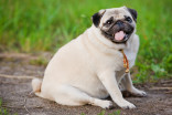 Time for a walk: New report warns of rising pet obesity