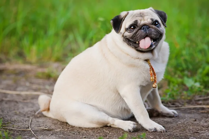 GETTY IMAGES - fat dog