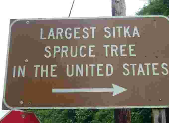 Largest tree sign