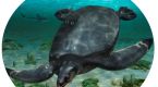 Fossils of car-sized dinosaur-era sea turtle unearthed in Spain