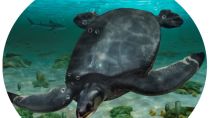 Fossils of car-sized dinosaur-era sea turtle unearthed in Spain