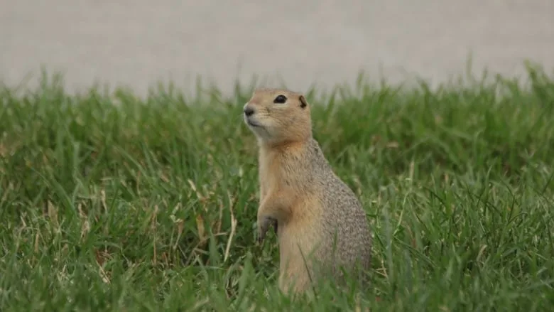 gopher-standing-in-grass/Monty Kruger/CBC