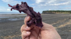 Craving something salty? Dulse could be the snack you didn’t know you needed