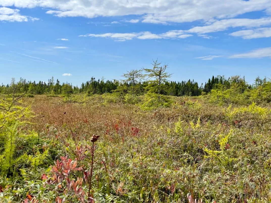 CBC: New Brunswick's peat industry started in the Shippagan area in the 1940s. This restored bog was one of the first sites in the province to be harvested. (Alexandre Silberman/CBC)