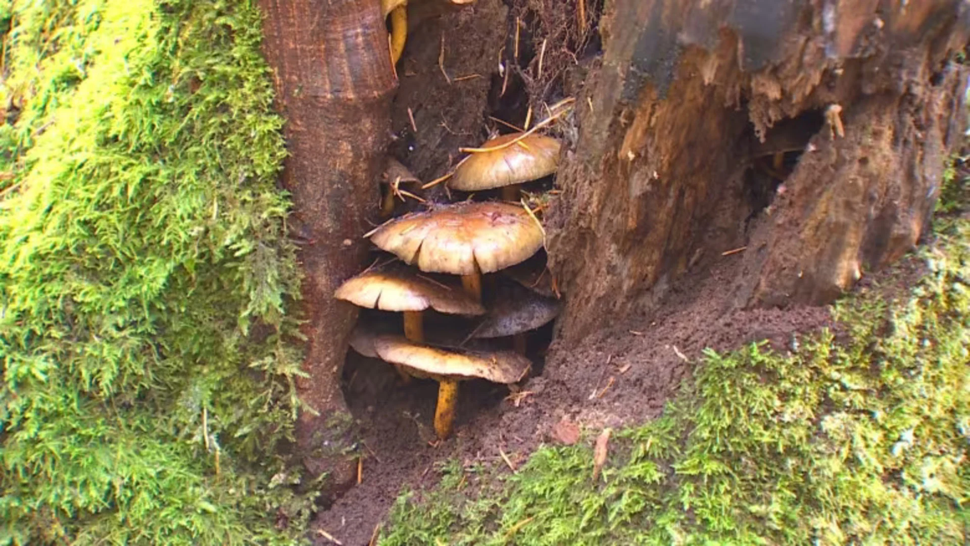 Drought conditions increasing risk of hazardous 'zombie' trees in B.C.