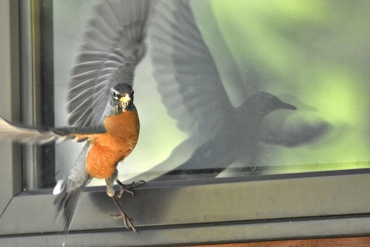 Watch an angry robin repeatedly dive-bomb a squirrel 