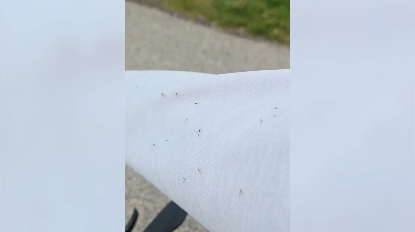 Connor O’Donovan | Encounter any aphid swarms during your last bike ride? One of most unique life cycles in nature helps explain why.