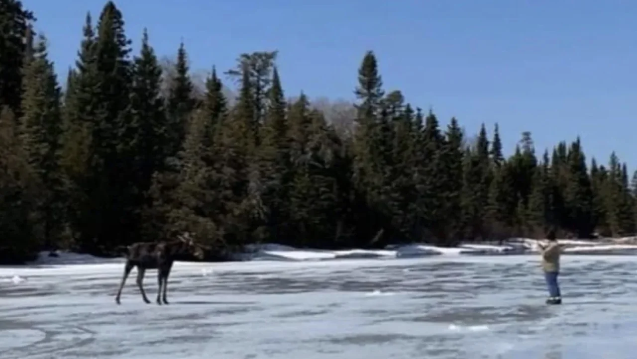 Thunder Bay-area moose/Owen Steele