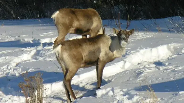 After 30 years in decline, Yukon's Finlayson caribou herd may be on the rise