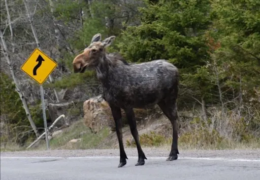 Experts note uptick in wildlife wandering from U.S. into Canada