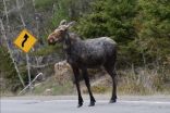Experts note uptick in wildlife wandering from U.S. into Canada