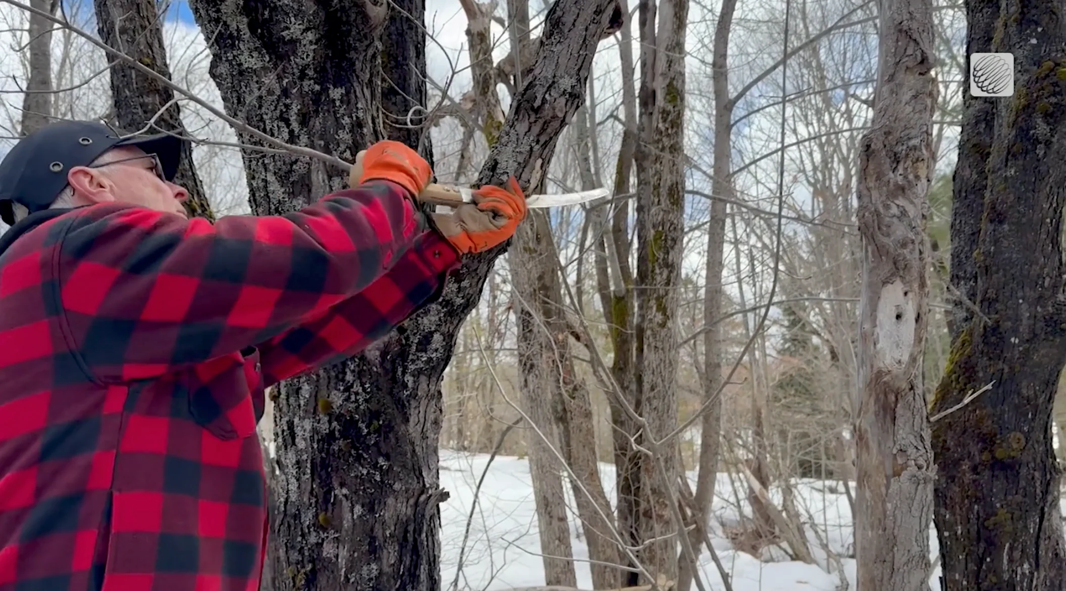 TWN: Three-point cut on tree, trimming underneath.