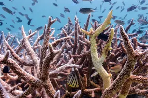 Global coral bleaching event expands, now the largest on record