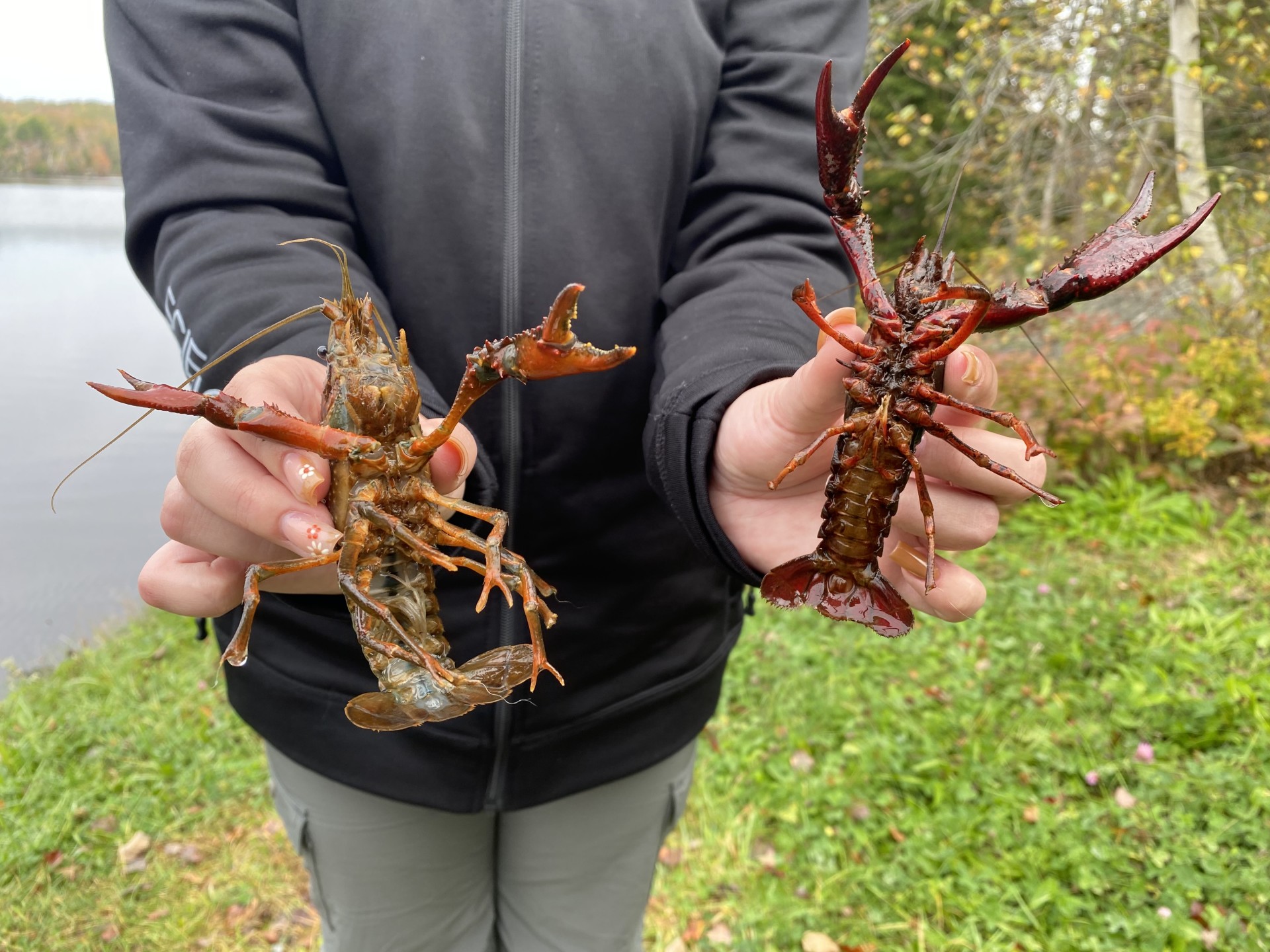 Nathan Coleman: Rare crawfish spotted in Nova Scotia