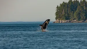 Whale spotting in B.C.: What you need to know