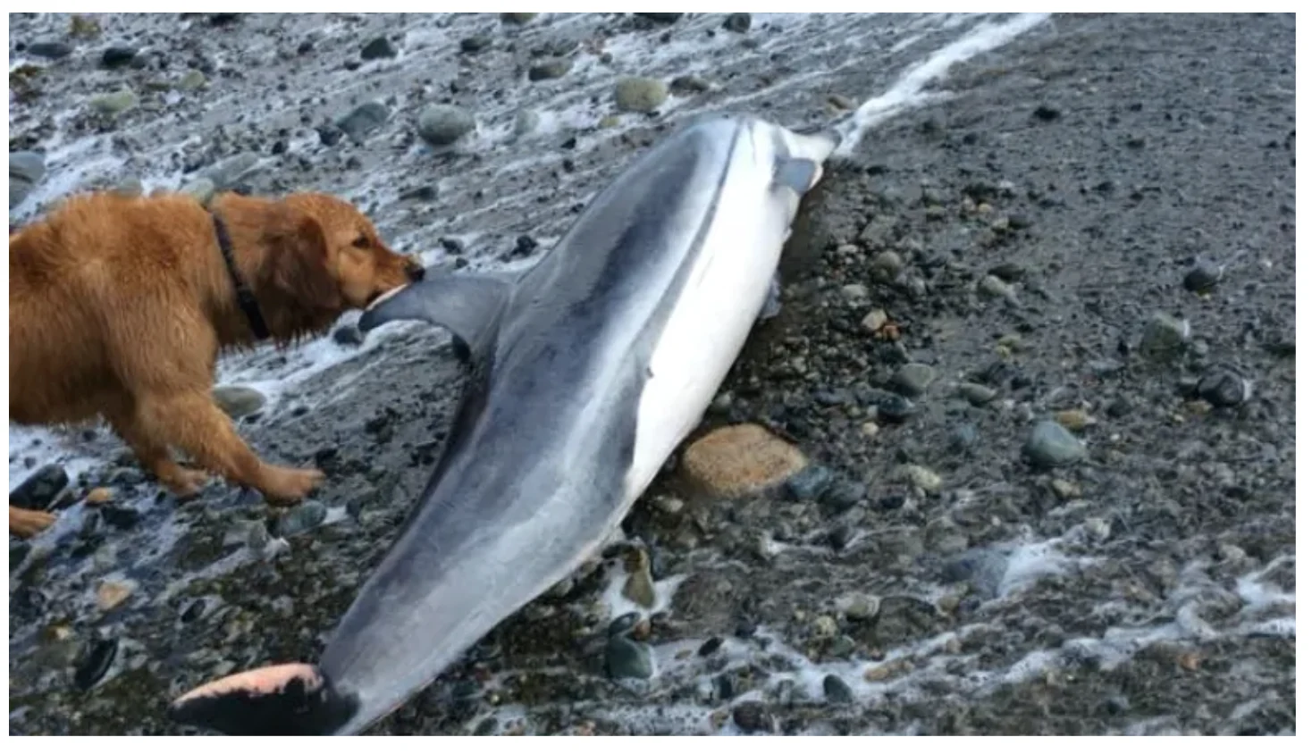 CBC: A dog on a beach walk sniffs a striped dolphin found floating in the waters off Haida Gwaii. Fisheries officials say it is unusual for this kind of dolphin to be found so far north. (Submitted by Alex Rinfret)