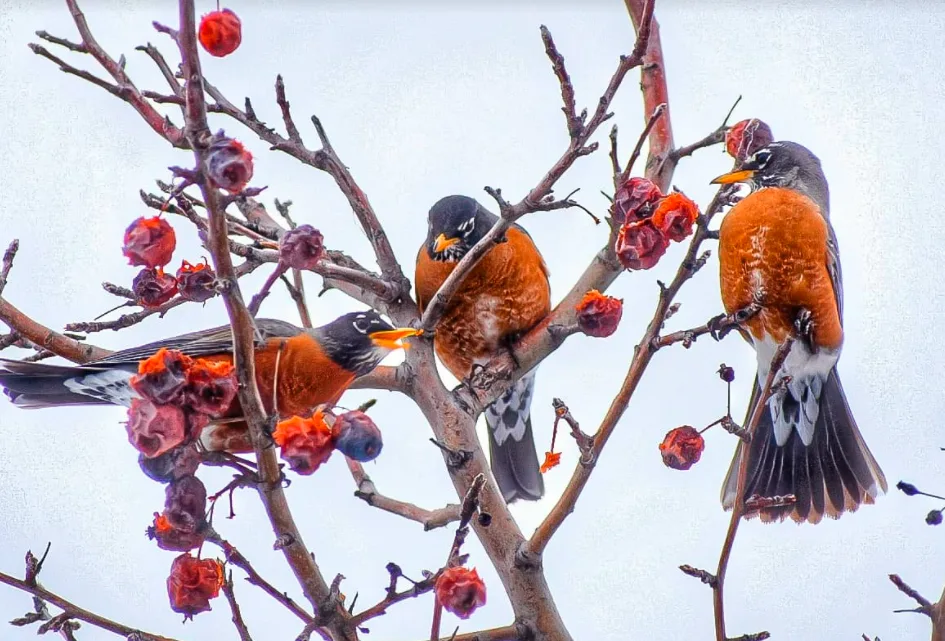 Why is there a robin in my yard in the middle of winter? The Weather