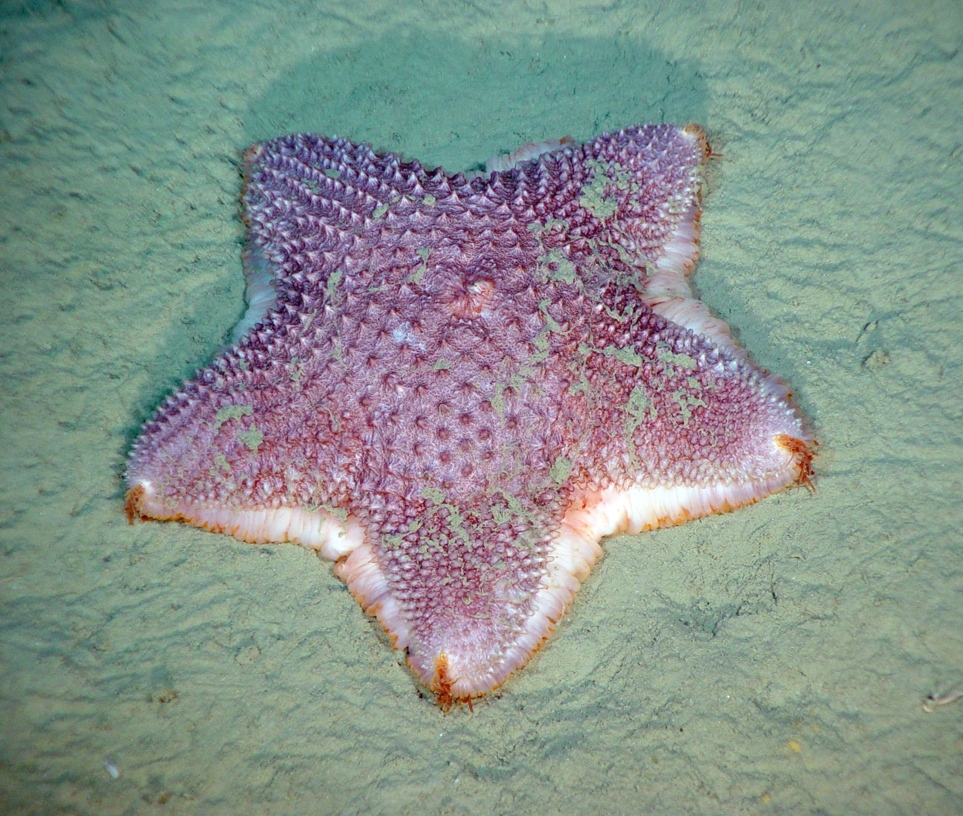 DFO - Gully starfish