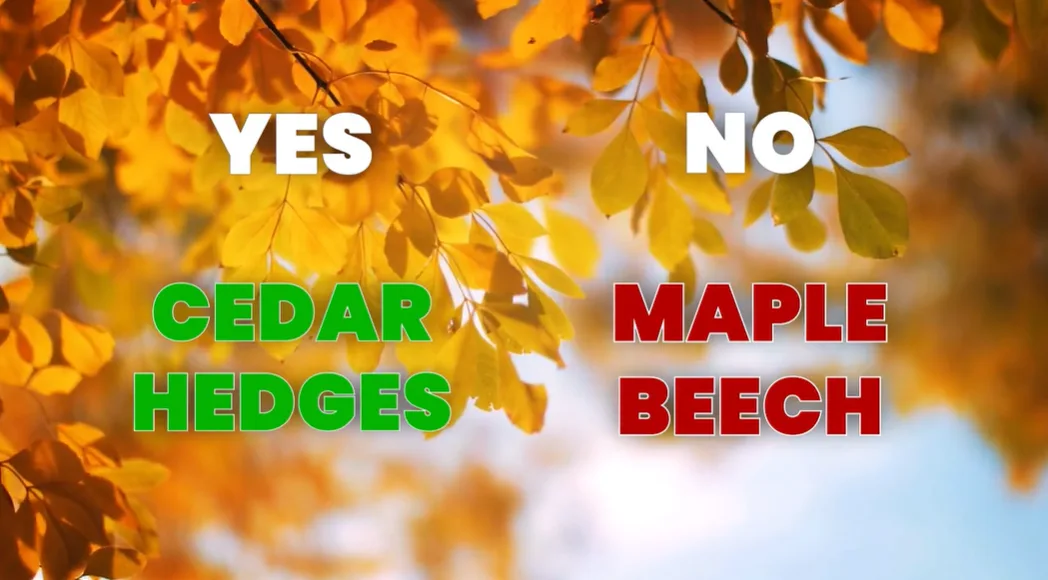 Here are the best times to prune your trees this year - The Weather Network