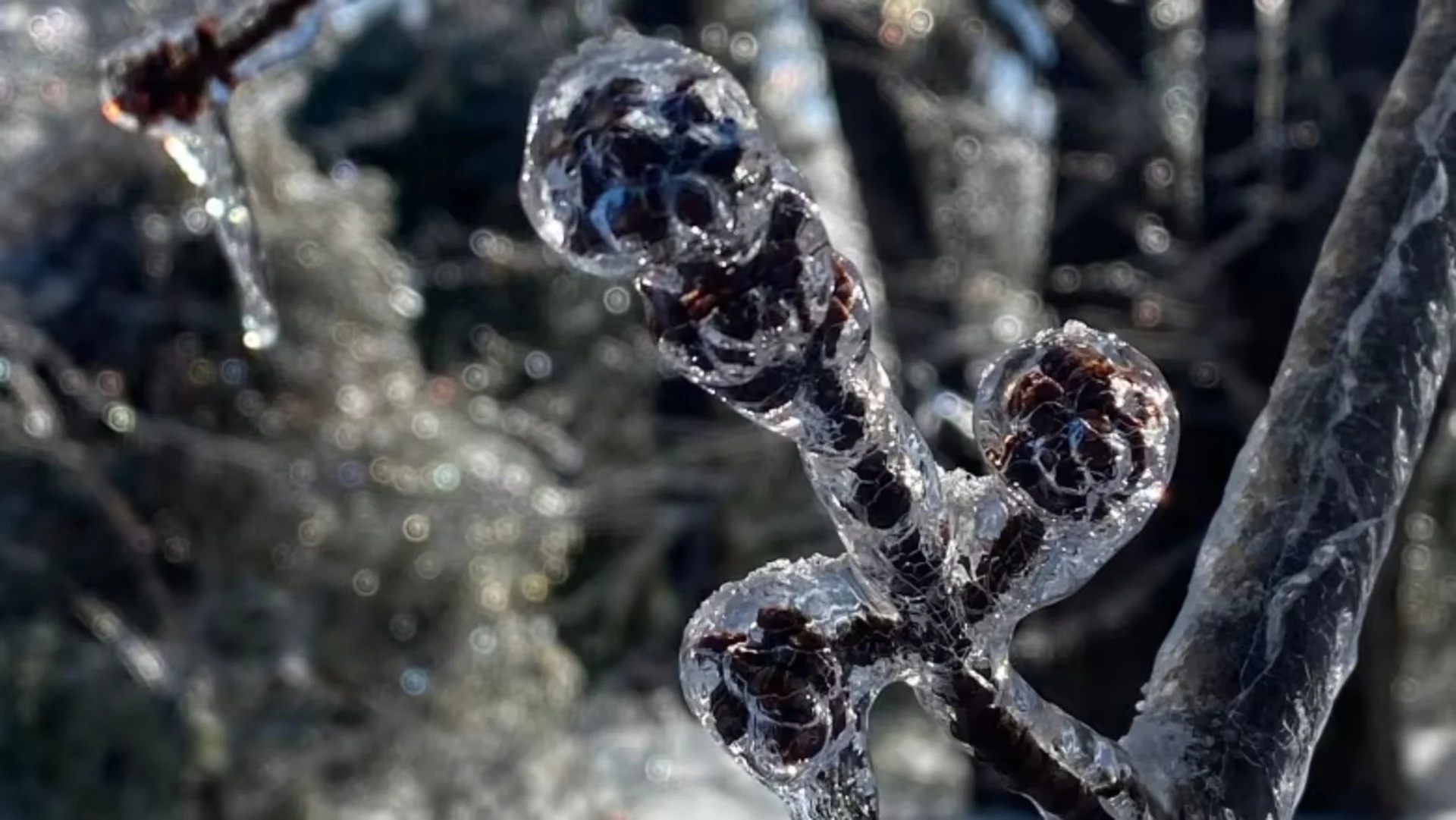 It's been feeling like spring in N.S. this month. Plant experts say not to worry