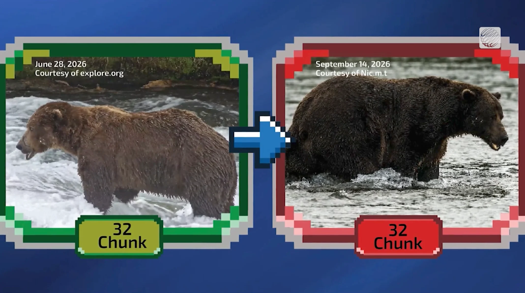 Fat Bear Week - 32 Chunk