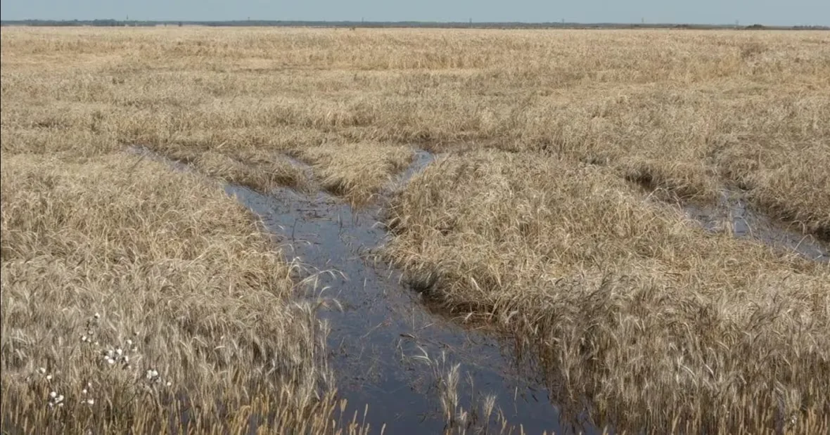 Manitoba, Flood, Flooding, Water, Heavy Rain, Portage la Prairie, August 30, 2025. (Chelsea Kemp/CBC)