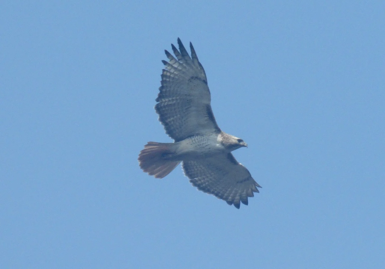 Red-tailed hawk/Nathan Howes