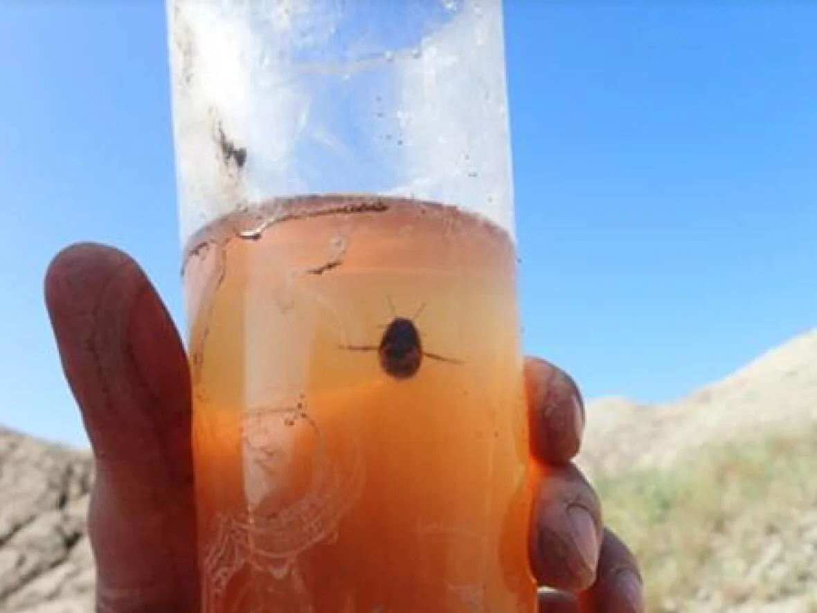 Diving-beetle-smoking-hills-NRC