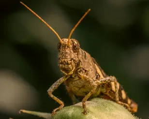 Drought puts Alberta farmers at risk of another scourge of grasshoppers