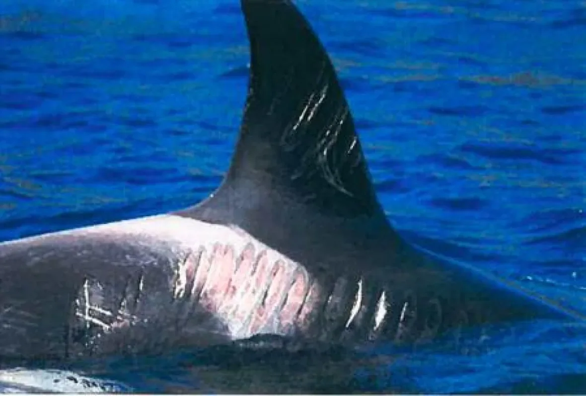 injured-whale/Department of Fisheries and Oceans/G. Ellis via CBC