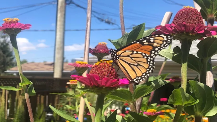 Monarch Butterflies Boom Amid Wet Hot Canadian Summer On The Prairies monarch-butterflies-boom-amid-wet-hot-canadian-summer-on-the-prairies