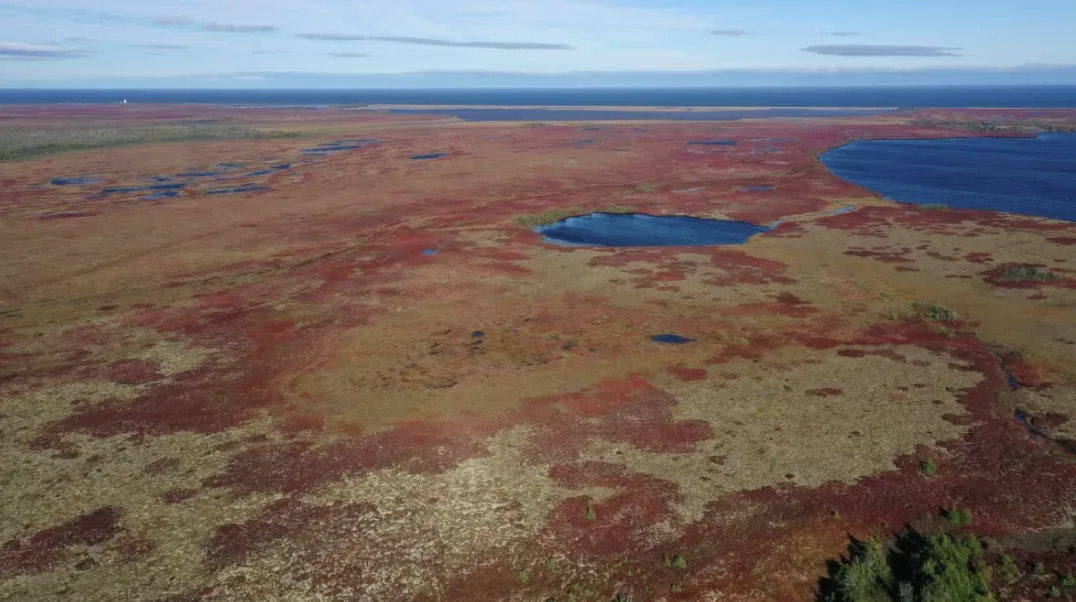 CBC: Most New Brunswick peatlands remain untouched by commercial operations. (Mike Heenan/CBC)