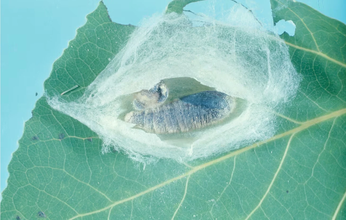 Thérèse Arcand/Government of Canada: The silk cocoon of a forest tent caterpillar moth in the pupa stage, pictured after being opened on a trembling aspen leaf. (Thérèse Arcand/Government of Canada)