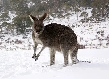 Une rare neige en Australie 