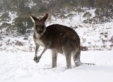 Upside down week sees snowy Australia, sweltering Finland