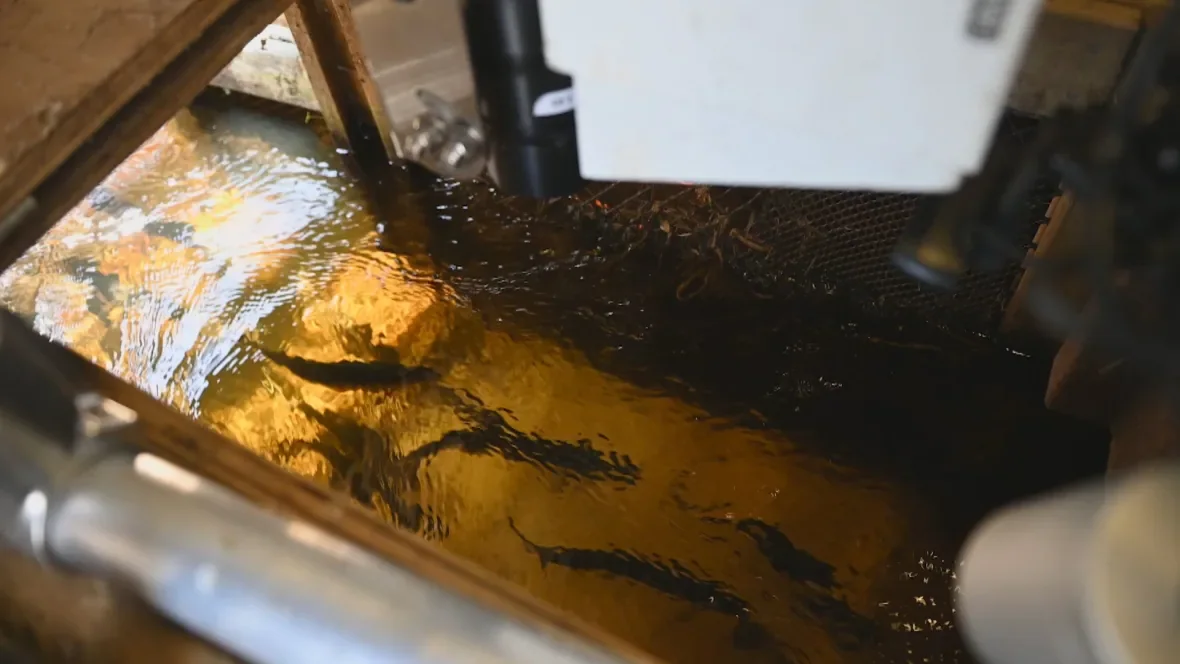 innovasea-fish-camera-installed-at-the-fish-ladder-at-the-nova-scotia-power-white-rock-hydro-dam/Innovasea via CBC
